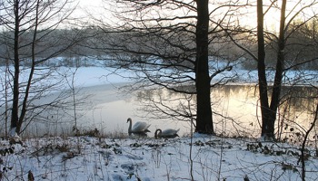 Vinterråd